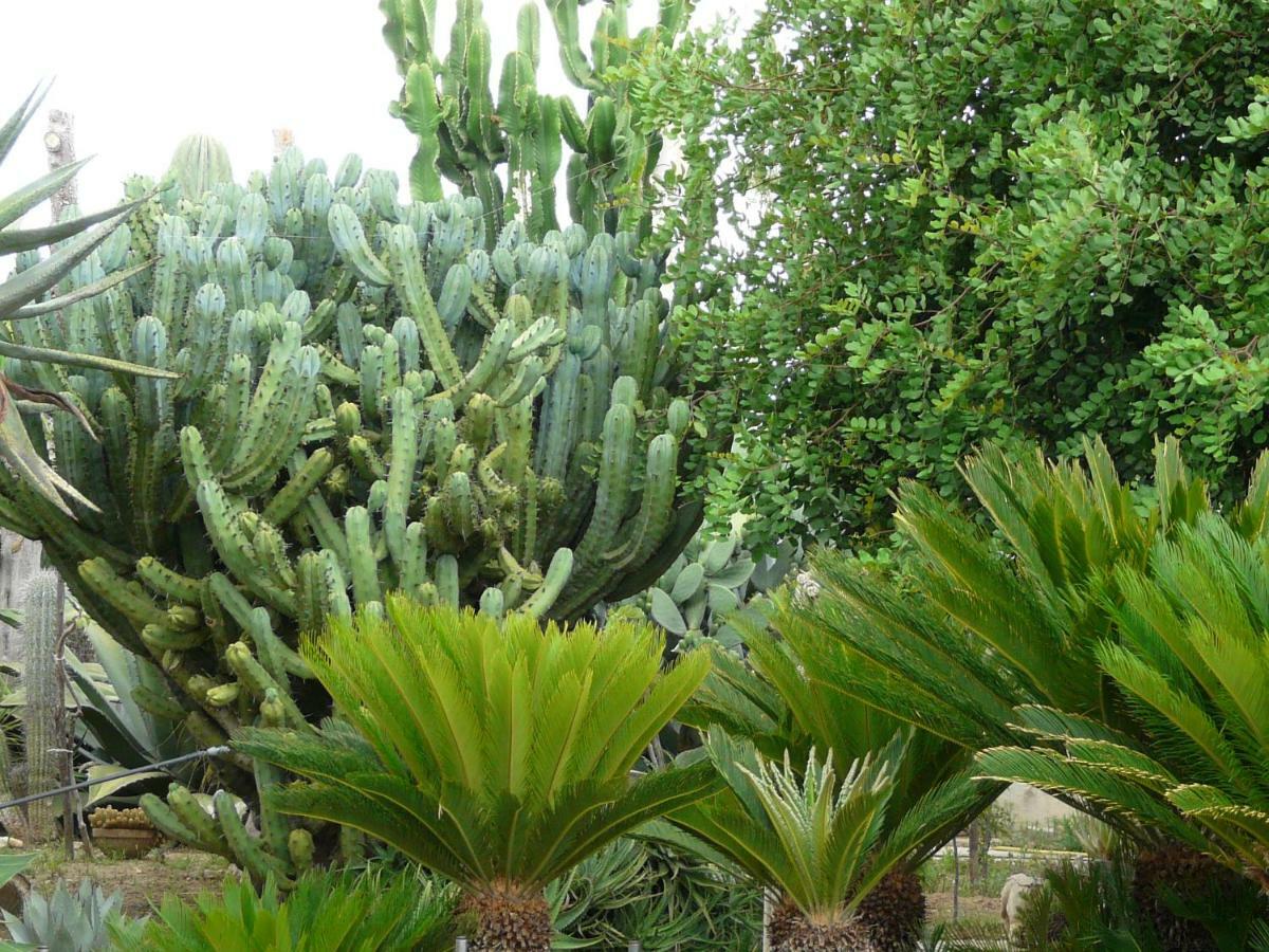 Villa Yucca 阿沃拉 外观 照片