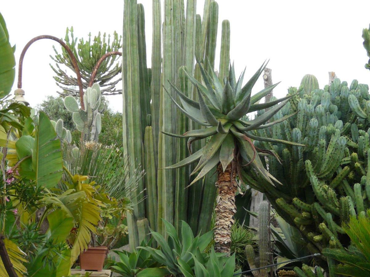 Villa Yucca 阿沃拉 外观 照片