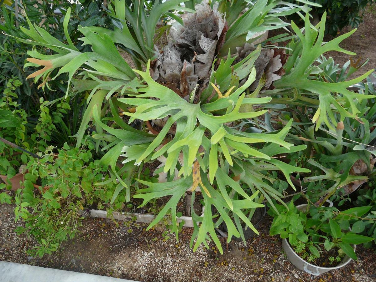 Villa Yucca 阿沃拉 外观 照片