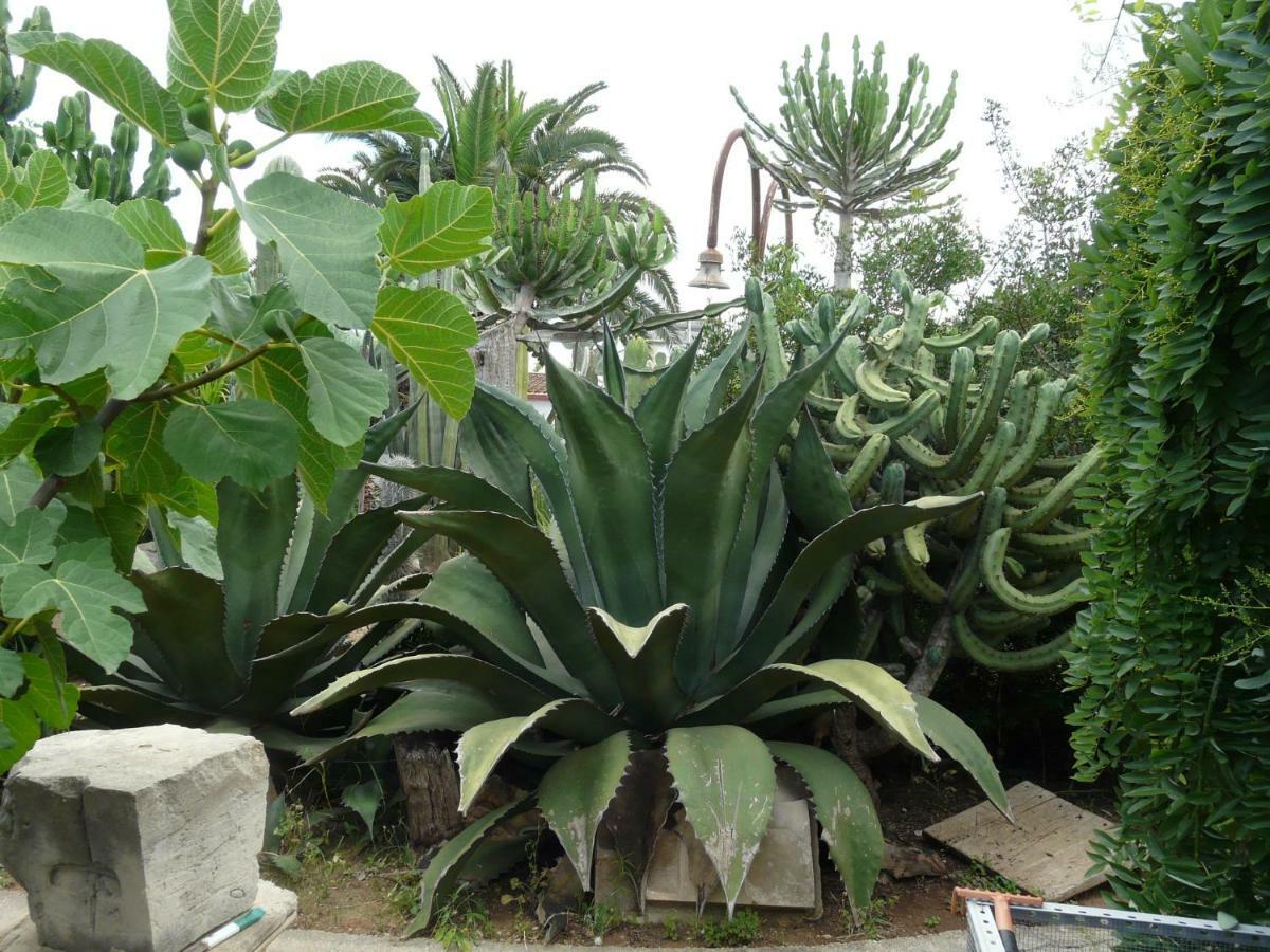 Villa Yucca 阿沃拉 外观 照片